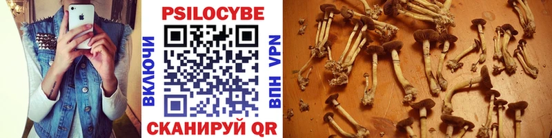 Псилоцибиновые грибы Cubensis  Сосновка 